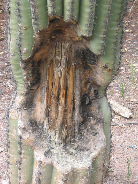 458x617 pixels (229K)